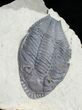 Rare Odontocephalus - One Of The Best Ever Found #11820-4